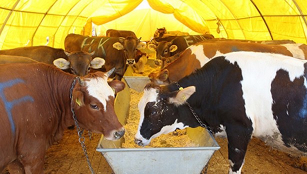 Foto - Diyanet açıkladı! Bir kurbana en fazla kaç kişi ortak olabilir?