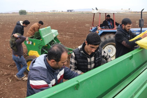 Foto - Diyarbakır'da okula tahsis edildi! Atıl 750 dönüm arazide öğrenciler buğday yetiştirecek