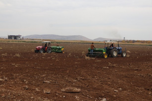 Foto - Diyarbakır'da okula tahsis edildi! Atıl 750 dönüm arazide öğrenciler buğday yetiştirecek