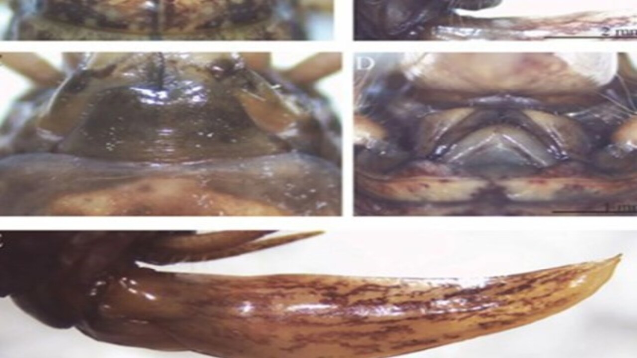 Foto - Diyarbakır’da yeni bir tür keşfedildi! İsmi 'Dicle' olarak belirlendi