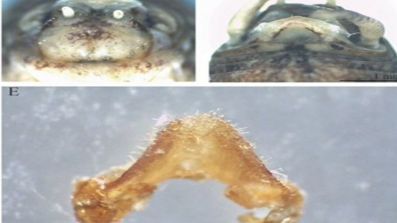 Foto - Diyarbakır’da yeni bir tür keşfedildi! İsmi 'Dicle' olarak belirlendi