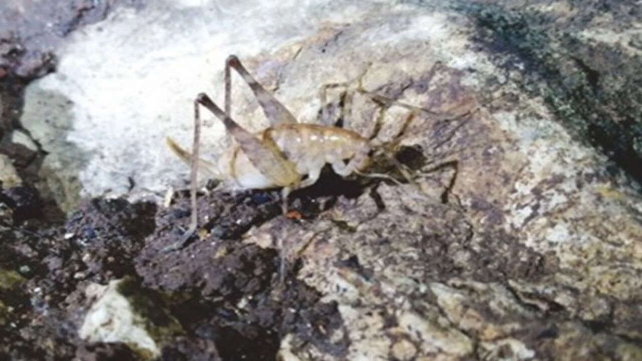 Foto - Diyarbakır’da yeni bir tür keşfedildi! İsmi 'Dicle' olarak belirlendi