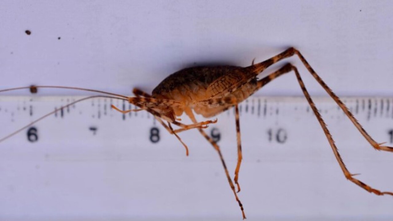 Foto - Diyarbakır’da yeni bir tür keşfedildi! İsmi 'Dicle' olarak belirlendi