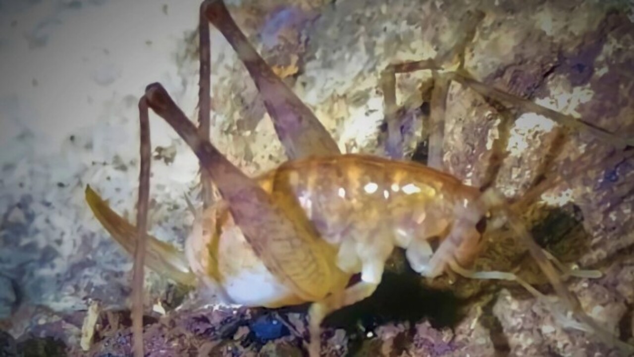 Diyarbakır’da yeni bir tür keşfedildi! İsmi 'Dicle' olarak belirlendi