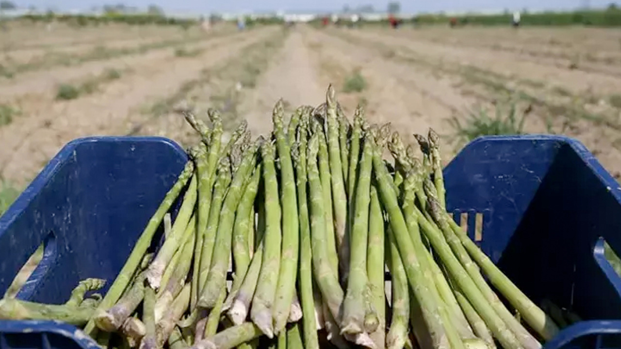 Foto - Diyet listenize mutlaka ekleyin: Kilo vermek için etkili! Vücuttaki su dengesini yerine getiriyor! Bilim destekli 