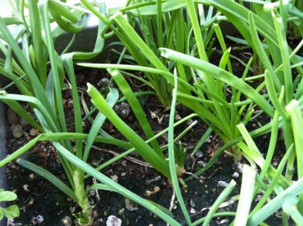 Foto - Diyet yapanlar asla yememeli!