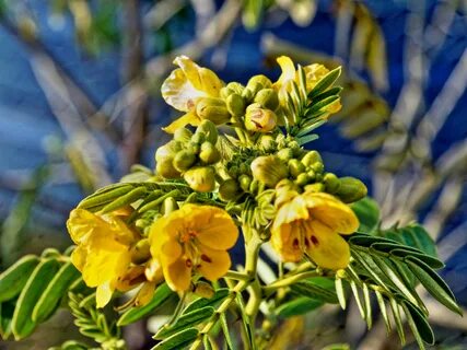 Foto - Diyet yapanların vazgeçilmezi! Beli adım adım inceltiyor