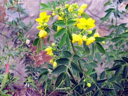 Foto - Diyet yapanların vazgeçilmezi! Beli adım adım inceltiyor