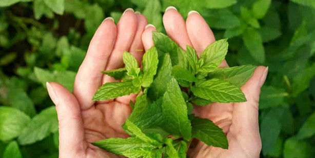 Foto - Diyetisyen tavsiyesi en faydalı 5 baharat: Baharat çeşitleri ve zerdeçal faydaları