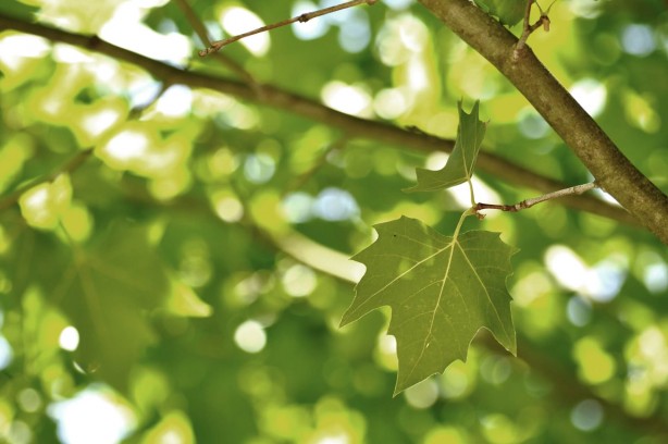 Foto - Diz ağrısı çekenlere şifa olan yöntem