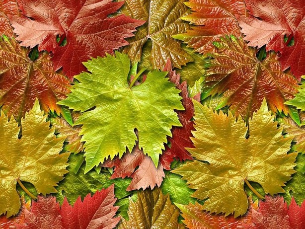 Foto - Diz ağrısı çekenlere şifa olan yöntem