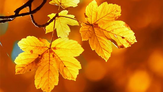 Foto - Diz ağrısı çekenlere şifa olan yöntem