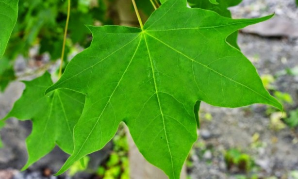 Foto - Diz ağrısı çekenlere şifa olan yöntem