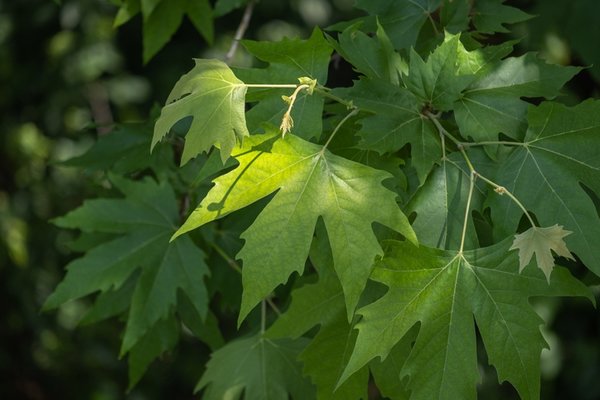 Foto - Diz ağrısı çekenlere şifa olan yöntem