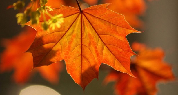 Foto - Diz ağrısı çekenlere şifa olan yöntem