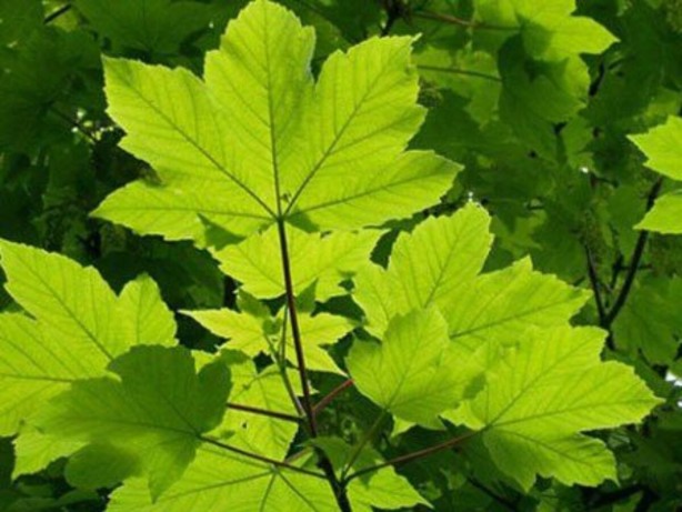 Diz ağrısı çekenlere şifa olan yöntem