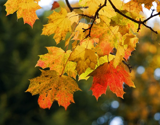 Foto - Diz ağrısı çekenlere şifa olan yöntem