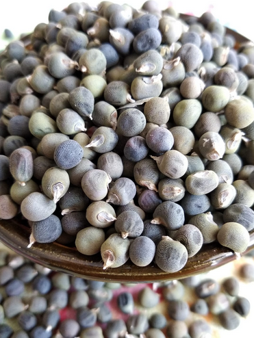 Foto - Diz ağrısına, kireçlenmeye iyi gelen bamya tohumu kürü: Şifası 'yok artık' dedirtecek...