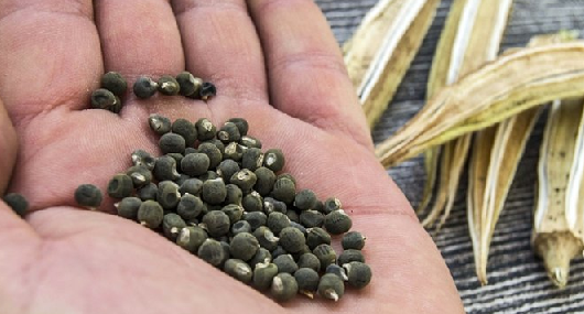 Foto - Diz ağrısına, kireçlenmeye iyi gelen bamya tohumu kürü: Şifası 'yok artık' dedirtecek...