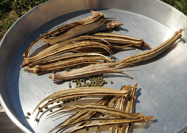 Foto - Diz ağrısına, kireçlenmeye iyi gelen bamya tohumu kürü: Şifası 'yok artık' dedirtecek...