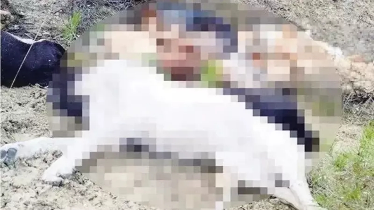 Foto - Dizi karakterine benziyor diye belediye başkanı seçersen olacağı bu! CHP’li Bilecik’te büyük rezalet