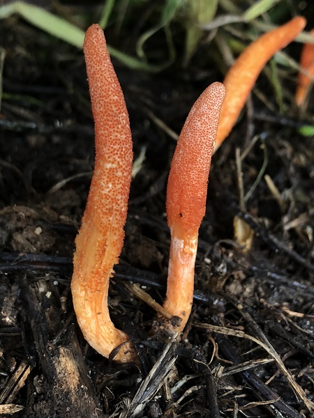 Foto - Dizilere konu olan mantar İstanbul’da görüldü! Bunu yiyen ‘zombi’ oluyor(!)
