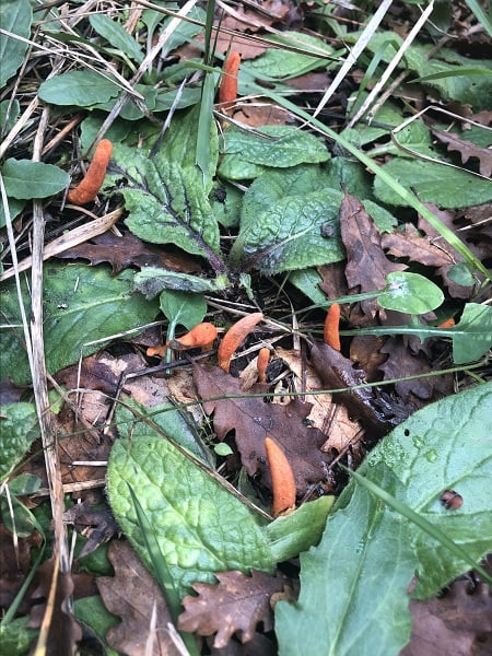 Foto - Dizilere konu olan mantar İstanbul’da görüldü! Bunu yiyen ‘zombi’ oluyor(!)