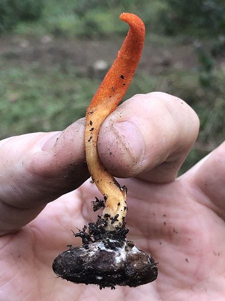 Foto - Dizilere konu olan mantar İstanbul’da görüldü! Bunu yiyen ‘zombi’ oluyor(!)