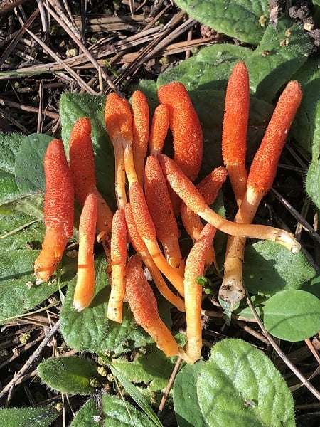 Foto - Dizilere konu olan mantar İstanbul’da görüldü! Bunu yiyen ‘zombi’ oluyor(!)
