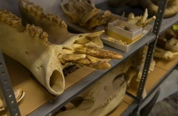 Foto - DNA hakkında bilmedikleriniz