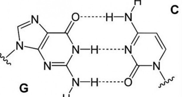 Foto - DNA hakkında bilmedikleriniz