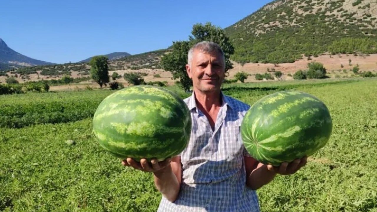 Dodurga karpuzunda yüz güldüren rekolte! 5 dönümden 60 ton hasat