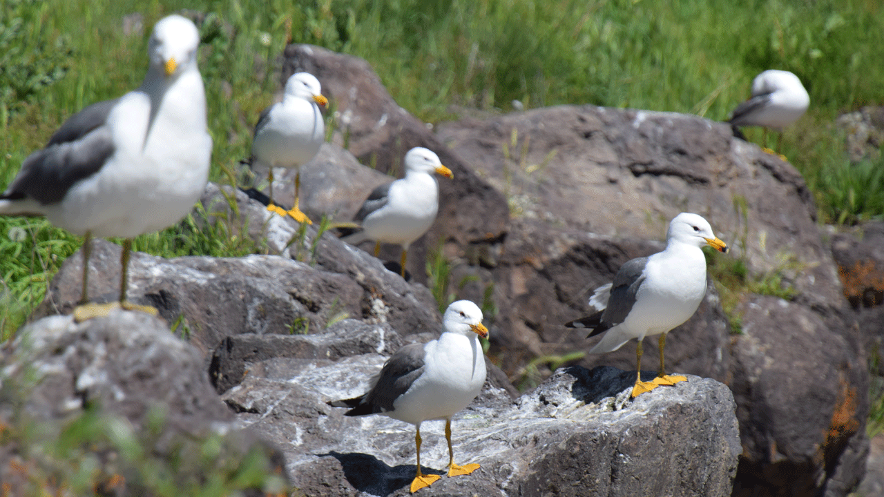 Foto - Doğa harikası ‘İnci Kefali göçü’ yeni bir turizm başlattı: Van’a akın ettiler!