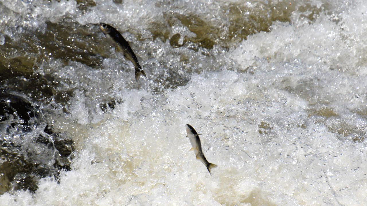 Foto - Doğa harikası ‘İnci Kefali göçü’ yeni bir turizm başlattı: Van’a akın ettiler!