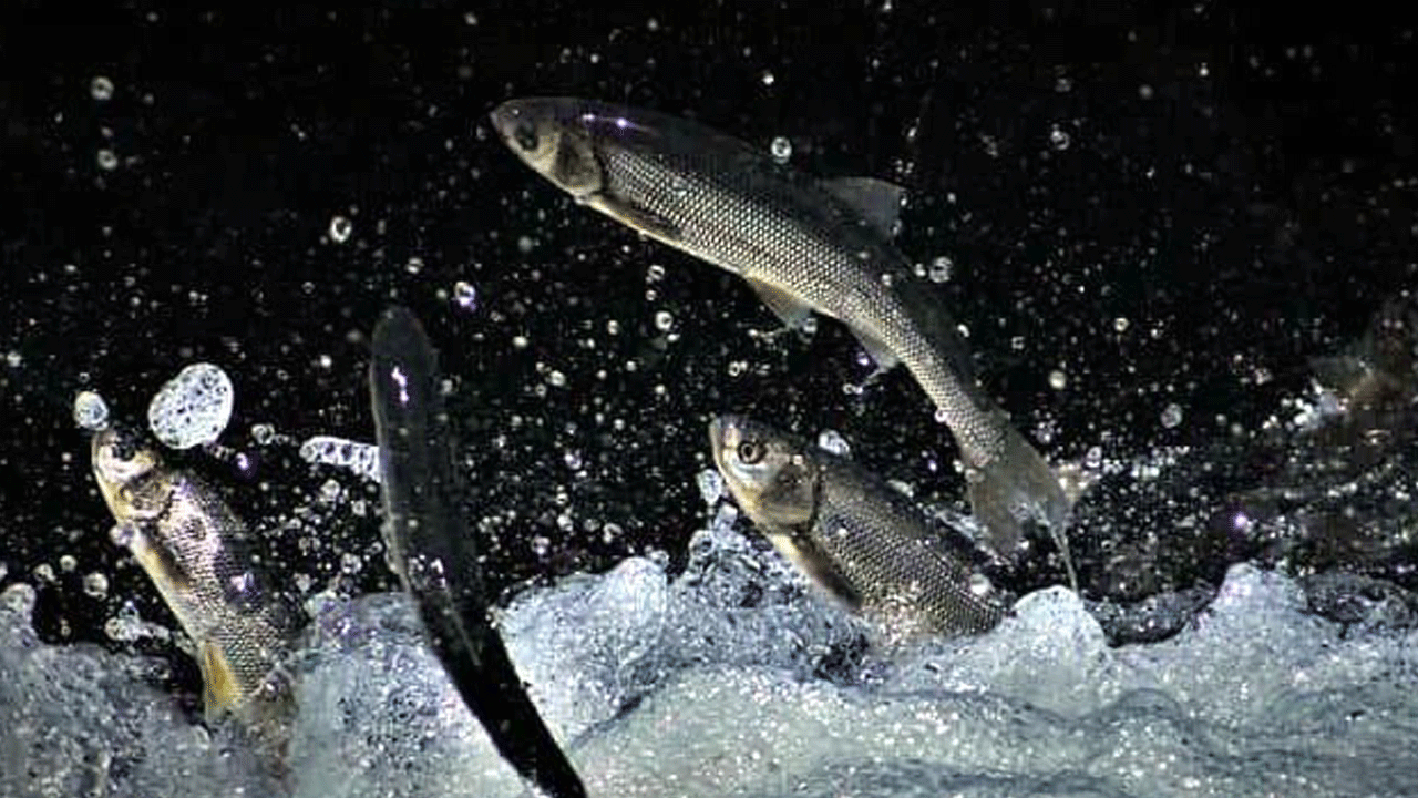 Foto - Doğa harikası ‘İnci Kefali göçü’ yeni bir turizm başlattı: Van’a akın ettiler!
