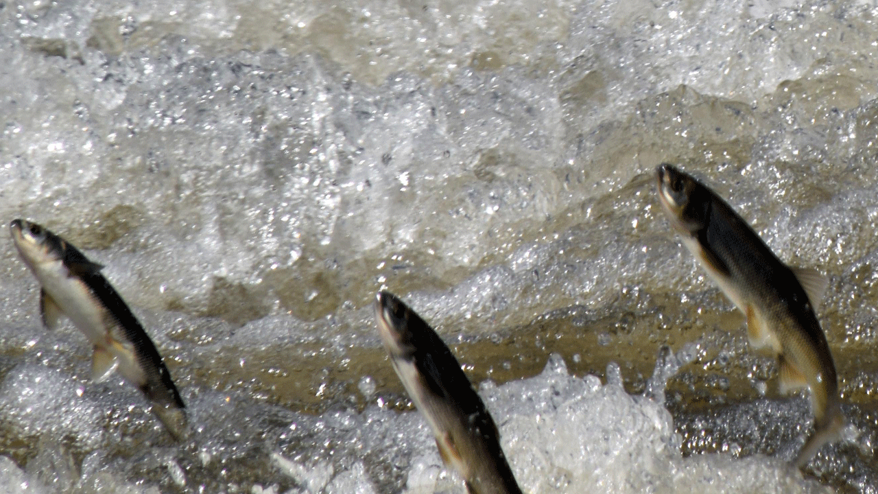 Foto - Doğa harikası ‘İnci Kefali göçü’ yeni bir turizm başlattı: Van’a akın ettiler!