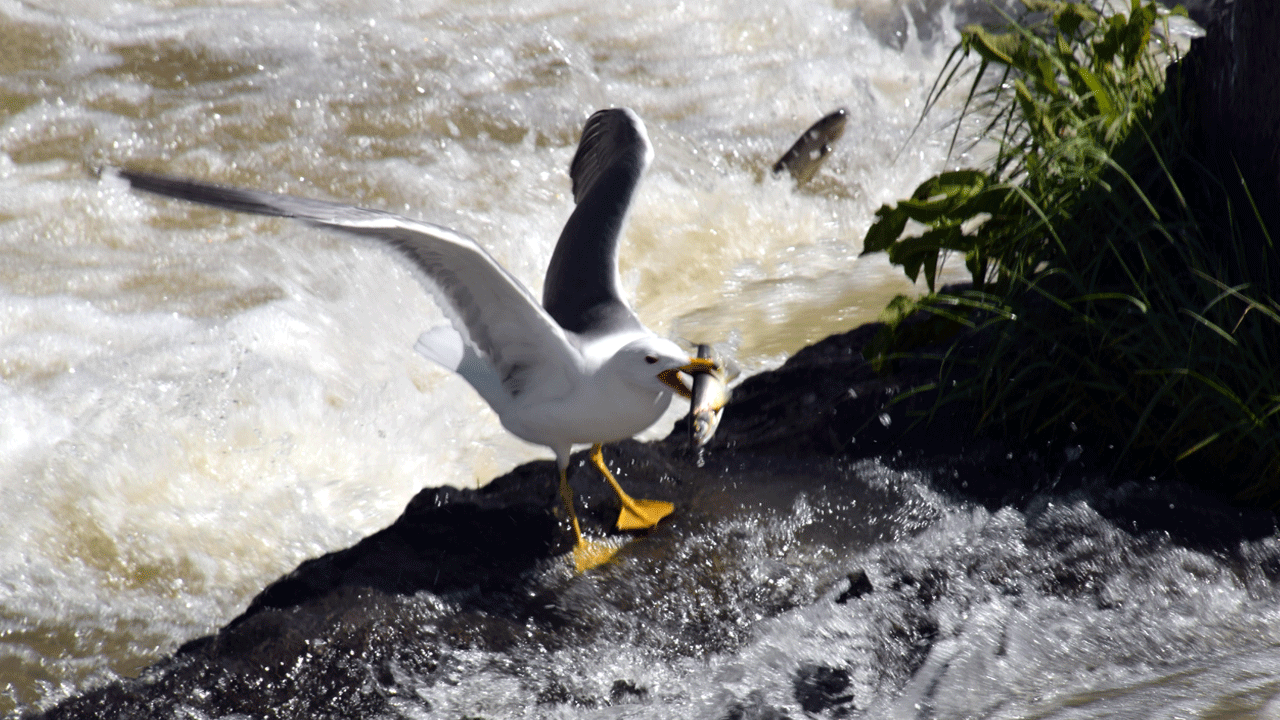 Foto - Doğa harikası ‘İnci Kefali göçü’ yeni bir turizm başlattı: Van’a akın ettiler!