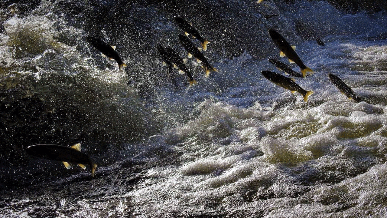 Doğa harikası ‘İnci Kefali göçü’ yeni bir turizm başlattı: Van’a akın ettiler!