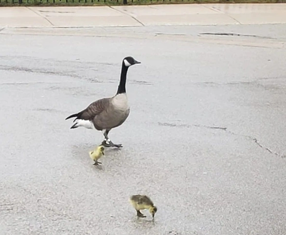 Foto - Doğa için resmen kıyamet alameti: Son 40 yılda böyle bir şey görülmedi! Bir yumurtanın içerisinden çıktı
