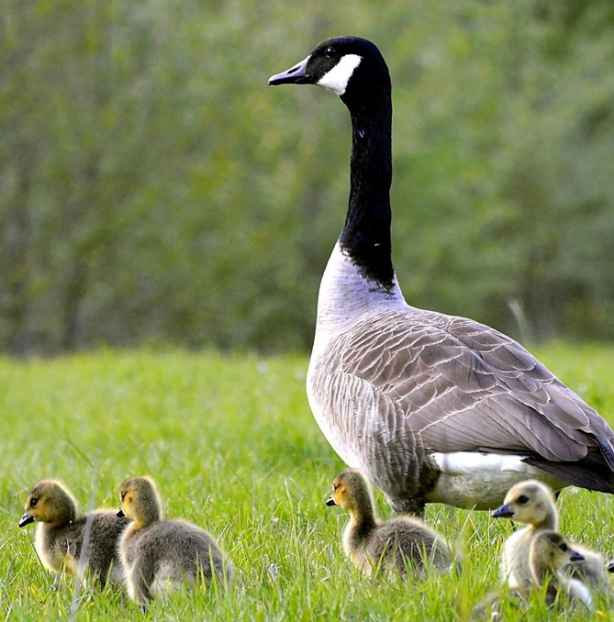 Foto - Doğa için resmen kıyamet alameti: Son 40 yılda böyle bir şey görülmedi! Bir yumurtanın içerisinden çıktı