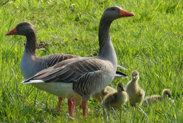Foto - Doğa için resmen kıyamet alameti: Son 40 yılda böyle bir şey görülmedi! Bir yumurtanın içerisinden çıktı