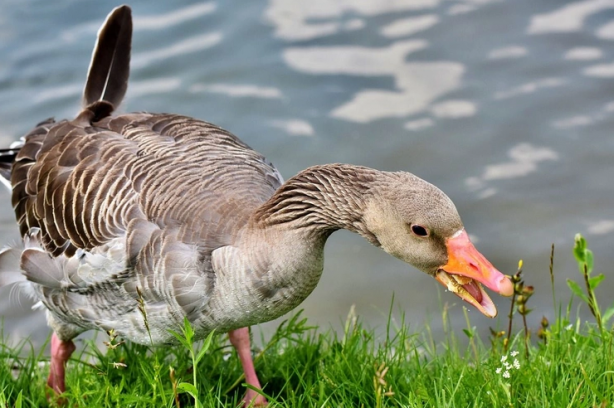 Foto - Doğa için resmen kıyamet alameti: Son 40 yılda böyle bir şey görülmedi! Bir yumurtanın içerisinden çıktı