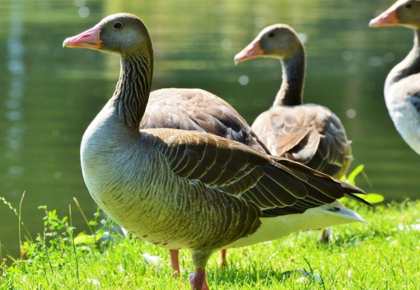 Doğa için resmen kıyamet alameti: Son 40 yılda böyle bir şey görülmedi! Bir yumurtanın içerisinden çıktı