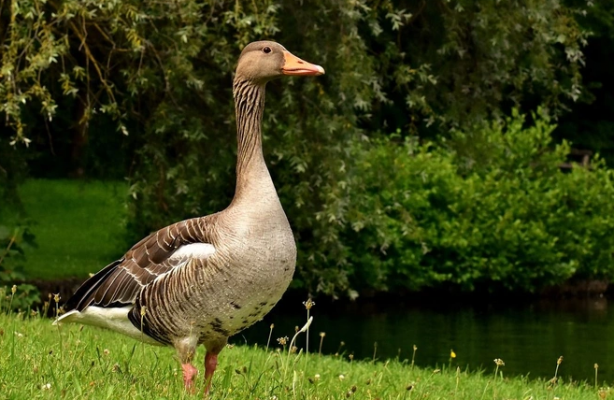 Foto - Doğa için resmen kıyamet alameti: Son 40 yılda böyle bir şey görülmedi! Bir yumurtanın içerisinden çıktı