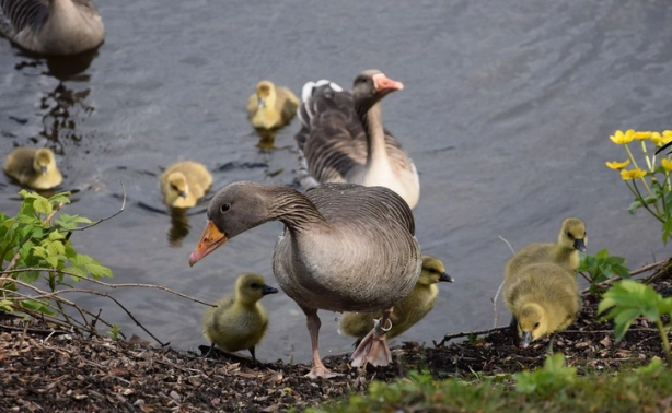 Foto - Doğa için resmen kıyamet alameti: Son 40 yılda böyle bir şey görülmedi! Bir yumurtanın içerisinden çıktı