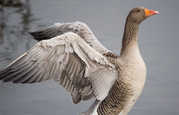 Foto - Doğa için resmen kıyamet alameti: Son 40 yılda böyle bir şey görülmedi! Bir yumurtanın içerisinden çıktı