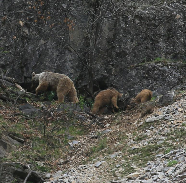 Foto - Doğa sessiz kaldı, ayılar vadilere indi