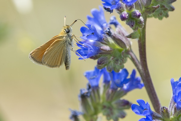 Foto - Doğa tutkunlarının rotası: Karagöl