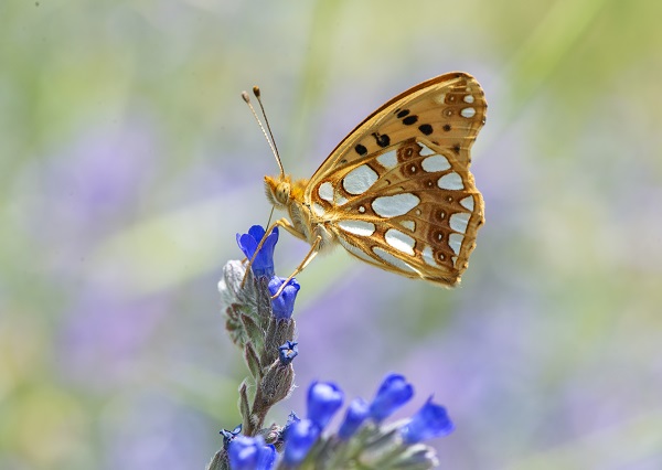 Foto - Doğa tutkunlarının rotası: Karagöl