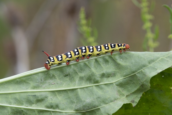 Foto - Doğa tutkunlarının rotası: Karagöl